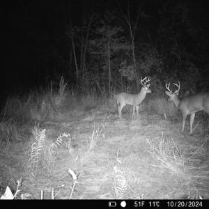 Photo #18 of Penderboro Rd, Marion, SC 54.9 acres