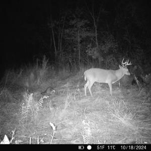 Photo #19 of Penderboro Rd, Marion, SC 54.9 acres