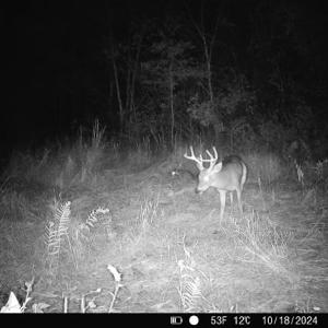 Photo #20 of Penderboro Rd, Marion, SC 54.9 acres