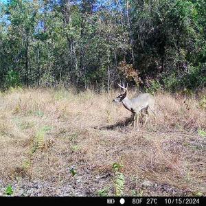 Photo #21 of Penderboro Rd, Marion, SC 54.9 acres