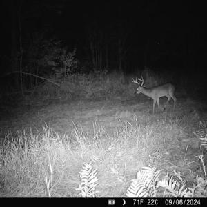 Photo #23 of Penderboro Rd, Marion, SC 54.9 acres