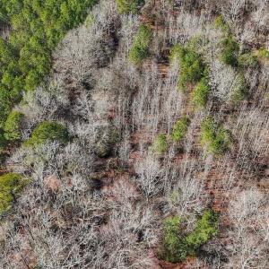 Photo #3 of off Railroad Street, Jackson, NC 1.0 acres