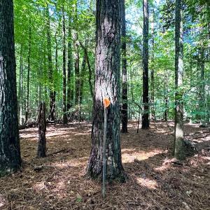 Photo #10 of SOLD property in Off Doggett Lane, Carrollton, VA 42.0 acres