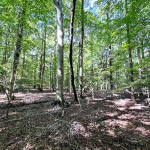 Photo #11 of SOLD property in Off Doggett Lane, Carrollton, VA 42.0 acres
