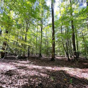Photo #12 of SOLD property in Off Doggett Lane, Carrollton, VA 42.0 acres
