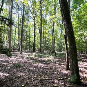 Photo #13 of SOLD property in Off Doggett Lane, Carrollton, VA 42.0 acres