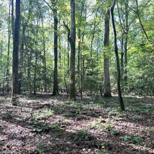 Photo #15 of SOLD property in Off Doggett Lane, Carrollton, VA 42.0 acres