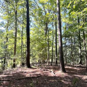 Photo #16 of SOLD property in Off Doggett Lane, Carrollton, VA 42.0 acres