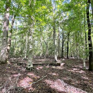 Photo #18 of SOLD property in Off Doggett Lane, Carrollton, VA 42.0 acres
