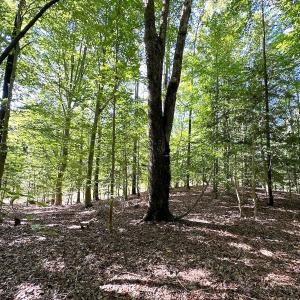 Photo #19 of SOLD property in Off Doggett Lane, Carrollton, VA 42.0 acres