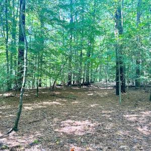 Photo #20 of SOLD property in Off Doggett Lane, Carrollton, VA 42.0 acres
