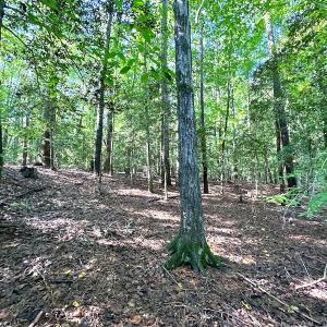 Photo #8 of SOLD property in Off Doggett Lane, Carrollton, VA 42.0 acres