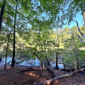 Photo #9 of SOLD property in Off Doggett Lane, Carrollton, VA 42.0 acres