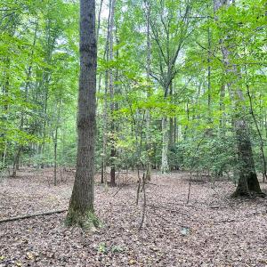 Photo #11 of Off Doggett Lane, Carrollton, VA 50.3 acres
