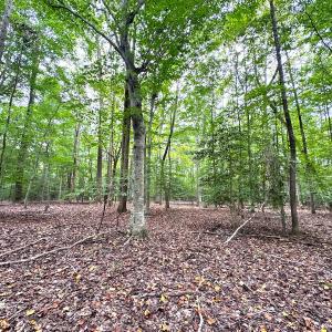 Photo #13 of Off Doggett Lane, Carrollton, VA 50.3 acres
