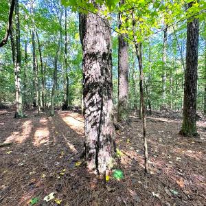 Photo #16 of Off Doggett Lane, Carrollton, VA 50.3 acres