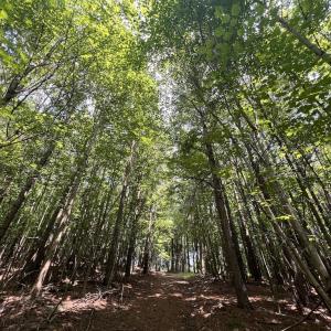 Photo #17 of SOLD property in 02 Todd Road, Roxboro, NC 35.4 acres