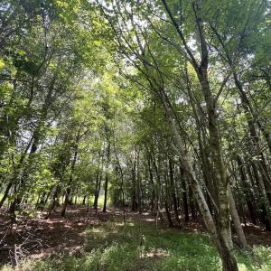 Photo #15 of SOLD property in 02 Todd Road, Roxboro, NC 35.4 acres