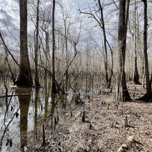 Photo #17 of Off Jolly Ole Field Rd, Grifton, NC 5.4 acres