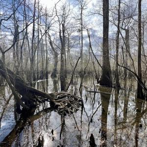 Photo #18 of Off Jolly Ole Field Rd, Grifton, NC 5.4 acres