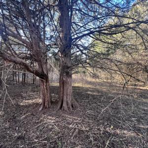 Photo #12 of Off of White House Road, Moneta, VA 17.2 acres