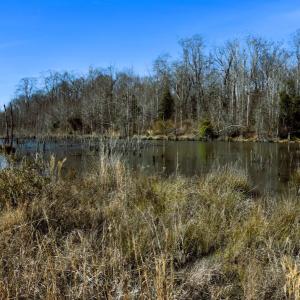 Photo #4 of Off  US 64 Bypass, Tarboro, NC 45.0 acres