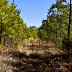 Photo #6 of Off  US 64 Bypass, Tarboro, NC 45.0 acres