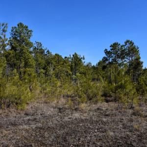 Photo #26 of Off  US 64 Bypass, Tarboro, NC 45.0 acres