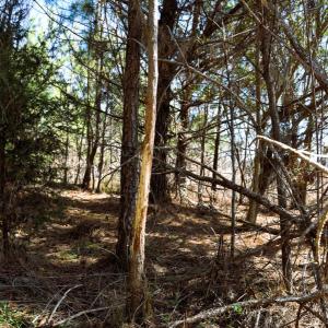 Photo #28 of Off  US 64 Bypass, Tarboro, NC 45.0 acres