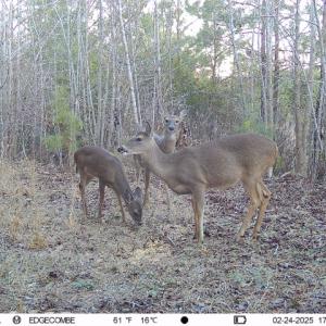 Photo #27 of Off  US 64 Bypass, Tarboro, NC 45.0 acres