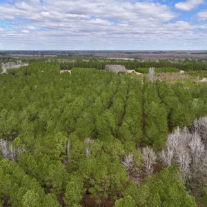 Photo #10 of 90000 Sheppard Mill Rd, Greenville, NC 254.0 acres