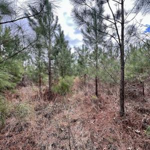 Photo #17 of 90000 Sheppard Mill Rd, Greenville, NC 254.0 acres