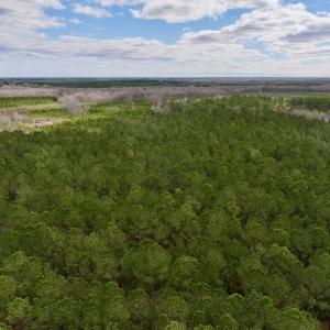 Photo #4 of 90000 Sheppard Mill Rd, Greenville, NC 254.0 acres