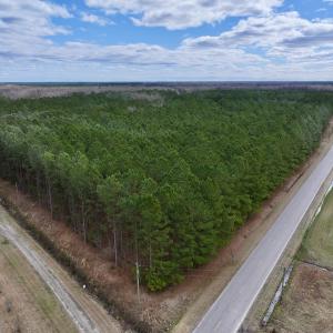 Photo #5 of 90000 Sheppard Mill Rd, Greenville, NC 254.0 acres