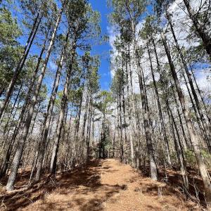 Photo #8 of 90000 Sheppard Mill Rd, Greenville, NC 254.0 acres