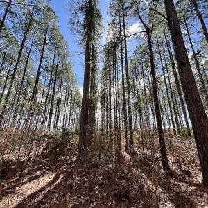 Photo #9 of 90000 Sheppard Mill Rd, Greenville, NC 254.0 acres