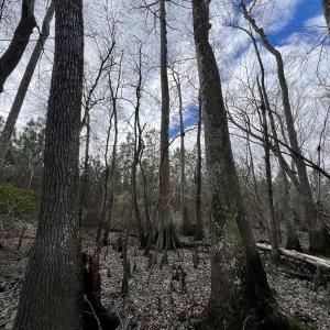 Photo #22 of 90000 Sheppard Mill Rd, Greenville, NC 254.0 acres
