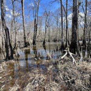 Photo #23 of 90000 Sheppard Mill Rd, Greenville, NC 254.0 acres