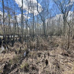 Photo #24 of 90000 Sheppard Mill Rd, Greenville, NC 254.0 acres