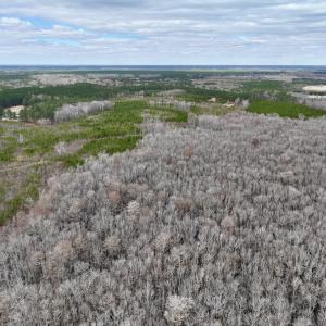 Photo #32 of 90000 Sheppard Mill Rd, Greenville, NC 254.0 acres