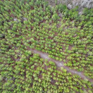 Photo #41 of 90000 Sheppard Mill Rd, Greenville, NC 254.0 acres