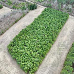 Photo #44 of 90000 Sheppard Mill Rd, Greenville, NC 254.0 acres
