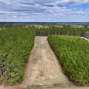 Photo #47 of 90000 Sheppard Mill Rd, Greenville, NC 254.0 acres