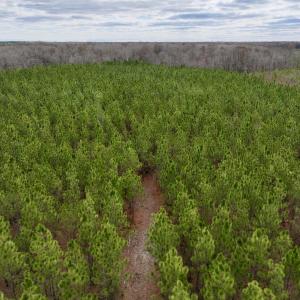 Photo #53 of 90000 Sheppard Mill Rd, Greenville, NC 254.0 acres