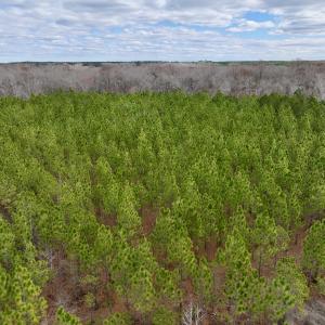 Photo #54 of 90000 Sheppard Mill Rd, Greenville, NC 254.0 acres