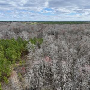 Photo #56 of 90000 Sheppard Mill Rd, Greenville, NC 254.0 acres