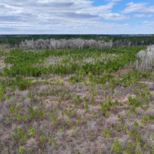 Photo #57 of 90000 Sheppard Mill Rd, Greenville, NC 254.0 acres