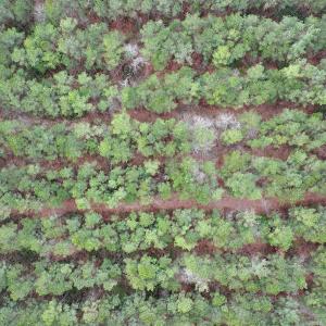 Photo #65 of 90000 Sheppard Mill Rd, Greenville, NC 254.0 acres