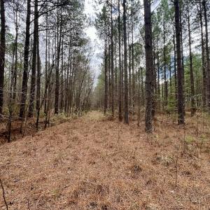 Photo #67 of 90000 Sheppard Mill Rd, Greenville, NC 254.0 acres