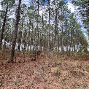 Photo #68 of 90000 Sheppard Mill Rd, Greenville, NC 254.0 acres